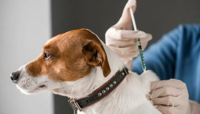 Refuerzan recomendaciones para inmunizar a las mascotas: cómo acceder a la vacuna de forma gratuita