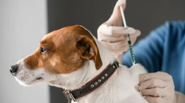 Refuerzan recomendaciones para inmunizar a las mascotas: cómo acceder a la vacuna de forma gratuita