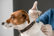 Refuerzan recomendaciones para inmunizar a las mascotas: cómo acceder a la vacuna de forma gratuita