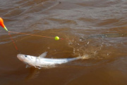 Comenzó la veda del pejerrey en la Provincia y rigen límites de días y capturas